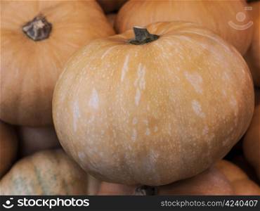 Ibiza-pumpkin. Pumpkin - a wonderful vegetable in autumn, which comes in many variations, here the variety Ibiza