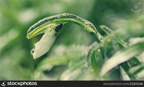 Ice and frozen snowdrops - Beautiful white spring flowers. The first flowering plants in spring. Natural colorful background. (Galanthus nivalis)