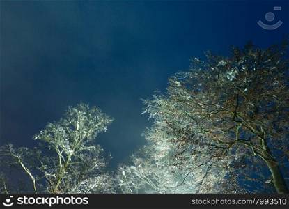 Ice covered tops trees (street lamp illuminated) on night sky background.