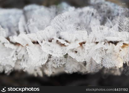 ice crystals on the plant