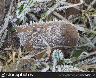 ice crystals on the plant