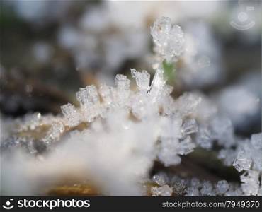 ice crystals on the plant