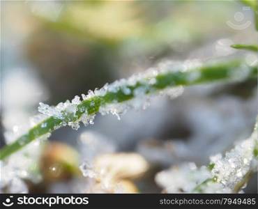 ice crystals on the plant