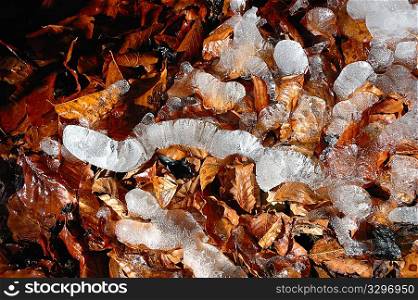 Ice melting on dead leaves