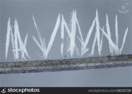 Ice needles on twig, close-up