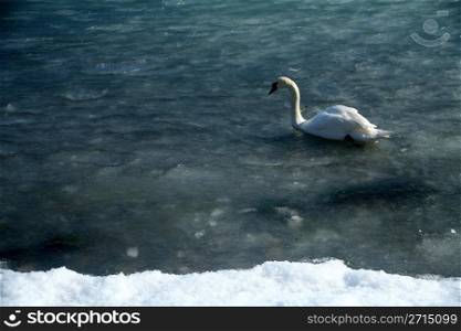 ice on the sea in denmark with a swan swimming