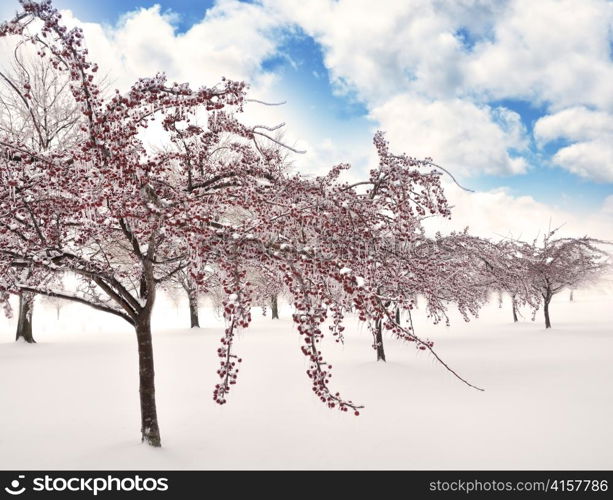 Ice On The Tree Branches After Storm