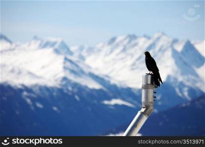 ice top mountains starling bird