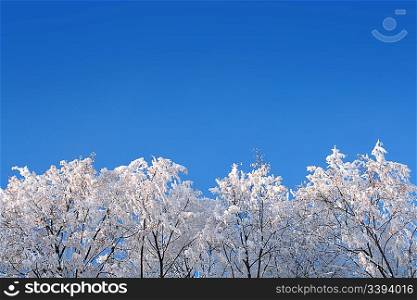 ice winter woods under blue sky