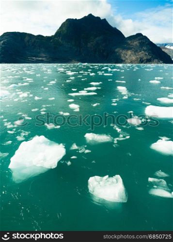 Icebergs float in the ocean just calved off local glaciers