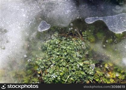 iced grass plants under ice snow winter soil