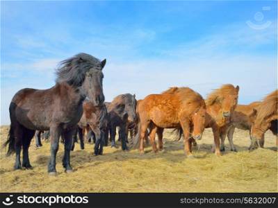 Icelandic free horses on filed