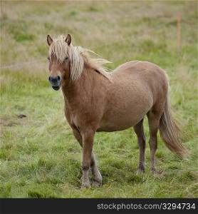 Icelandic horse in pasture