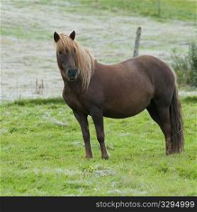 Icelandic horse in pasture