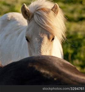 Icelandic horse in pasture peeking over rump