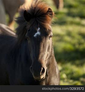 Icelandic horse in pasture, star on forehead