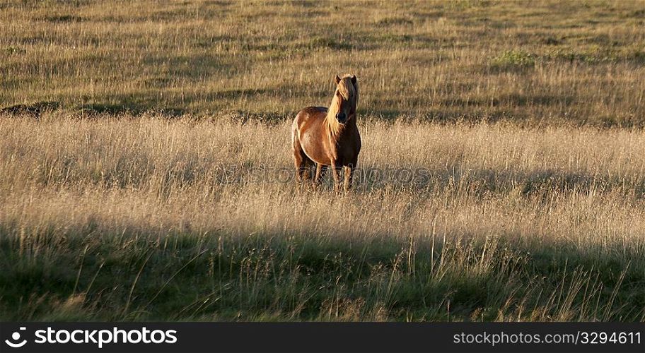 Icelandic horse in tall grass pasture
