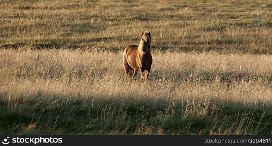 Icelandic horse in tall grass pasture