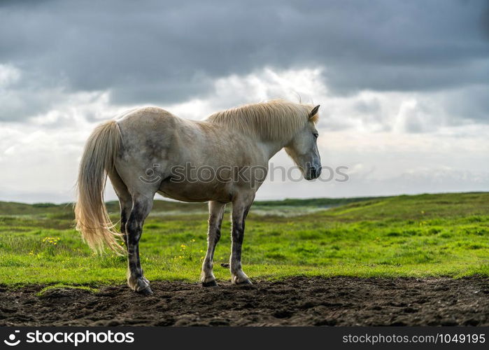 Icelandic horse in the field of scenic nature landscape of Iceland. The Icelandic horse is a breed of horse locally developed in Iceland as Icelandic law prevents horses from being imported.