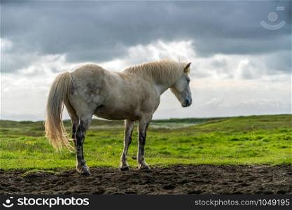 Icelandic horse in the field of scenic nature landscape of Iceland. The Icelandic horse is a breed of horse locally developed in Iceland as Icelandic law prevents horses from being imported.