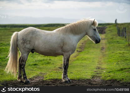 Icelandic horse in the field of scenic nature landscape of Iceland. The Icelandic horse is a breed of horse locally developed in Iceland as Icelandic law prevents horses from being imported.