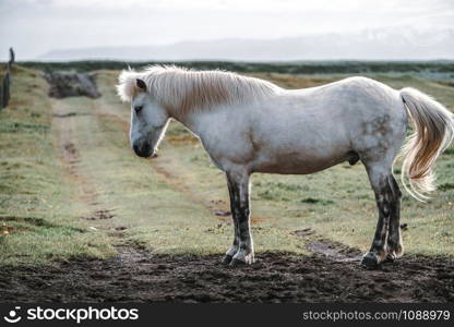 Icelandic horse in the field of scenic nature landscape of Iceland. The Icelandic horse is a breed of horse locally developed in Iceland as Icelandic law prevents horses from being imported.