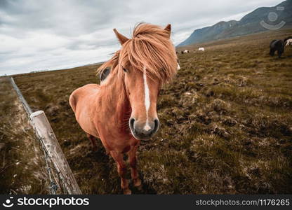 Icelandic horse in the field of scenic nature landscape of Iceland. The Icelandic horse is a breed of horse locally developed in Iceland as Icelandic law prevents horses from being imported.