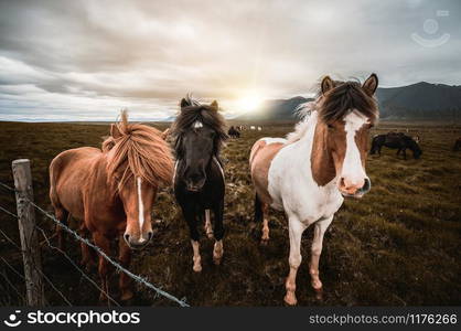 Icelandic horse in the field of scenic nature landscape of Iceland. The Icelandic horse is a breed of horse locally developed in Iceland as Icelandic law prevents horses from being imported.