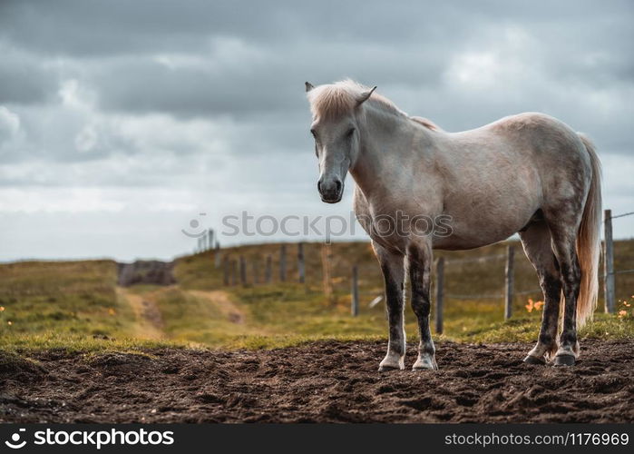 Icelandic horse in the field of scenic nature landscape of Iceland. The Icelandic horse is a breed of horse locally developed in Iceland as Icelandic law prevents horses from being imported.