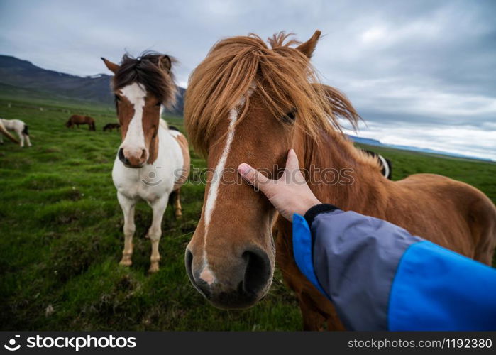 Icelandic horse in the field of scenic nature landscape of Iceland. The Icelandic horse is a breed of horse locally developed in Iceland as Icelandic law prevents horses from being imported.