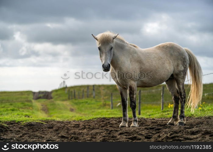 Icelandic horse in the field of scenic nature landscape of Iceland. The Icelandic horse is a breed of horse locally developed in Iceland as Icelandic law prevents horses from being imported.