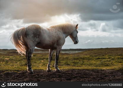 Icelandic horse in the field of scenic nature landscape of Iceland. The Icelandic horse is a breed of horse locally developed in Iceland as Icelandic law prevents horses from being imported.