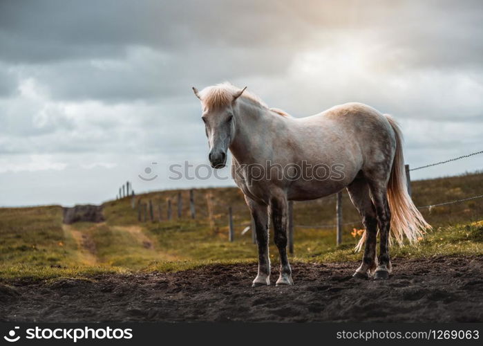 Icelandic horse in the field of scenic nature landscape of Iceland. The Icelandic horse is a breed of horse locally developed in Iceland as Icelandic law prevents horses from being imported.