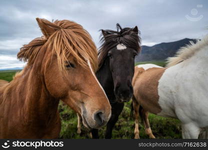 Icelandic horse in the field of scenic nature landscape of Iceland. The Icelandic horse is a breed of horse locally developed in Iceland as Icelandic law prevents horses from being imported.