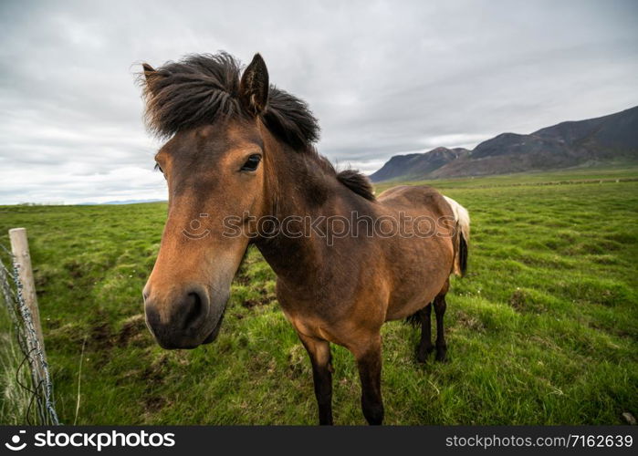 Icelandic horse in the field of scenic nature landscape of Iceland. The Icelandic horse is a breed of horse locally developed in Iceland as Icelandic law prevents horses from being imported.