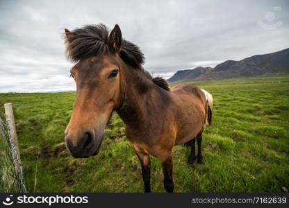 Icelandic horse in the field of scenic nature landscape of Iceland. The Icelandic horse is a breed of horse locally developed in Iceland as Icelandic law prevents horses from being imported.