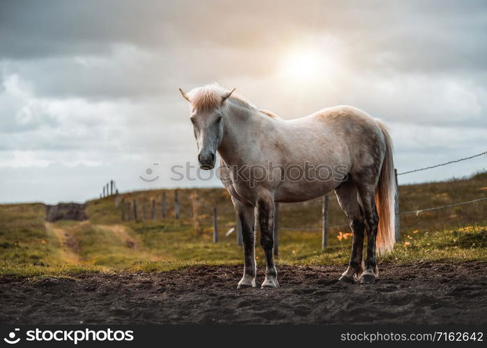 Icelandic horse in the field of scenic nature landscape of Iceland. The Icelandic horse is a breed of horse locally developed in Iceland as Icelandic law prevents horses from being imported.