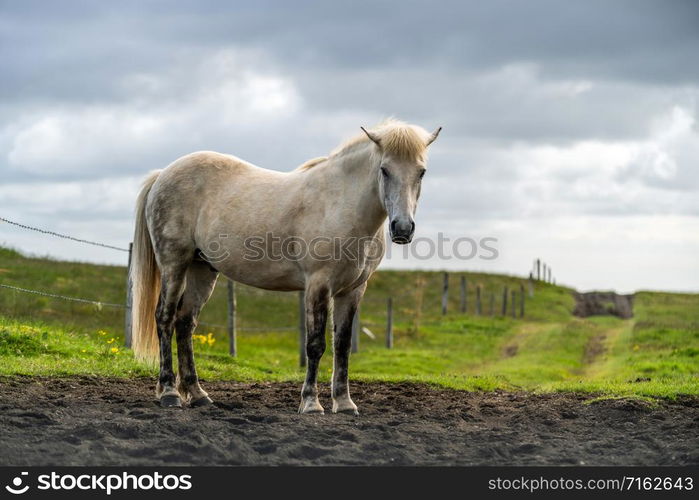 Icelandic horse in the field of scenic nature landscape of Iceland. The Icelandic horse is a breed of horse locally developed in Iceland as Icelandic law prevents horses from being imported.