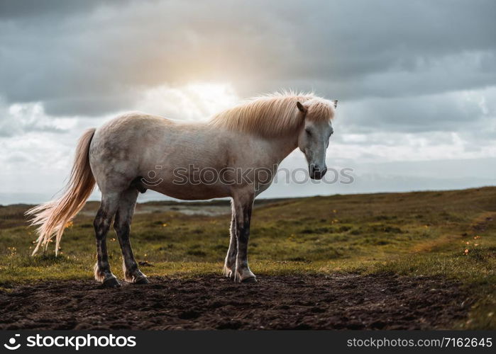 Icelandic horse in the field of scenic nature landscape of Iceland. The Icelandic horse is a breed of horse locally developed in Iceland as Icelandic law prevents horses from being imported.