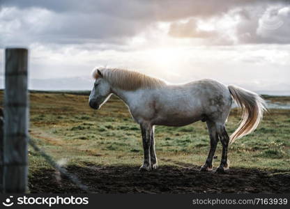 Icelandic horse in the field of scenic nature landscape of Iceland. The Icelandic horse is a breed of horse locally developed in Iceland as Icelandic law prevents horses from being imported.