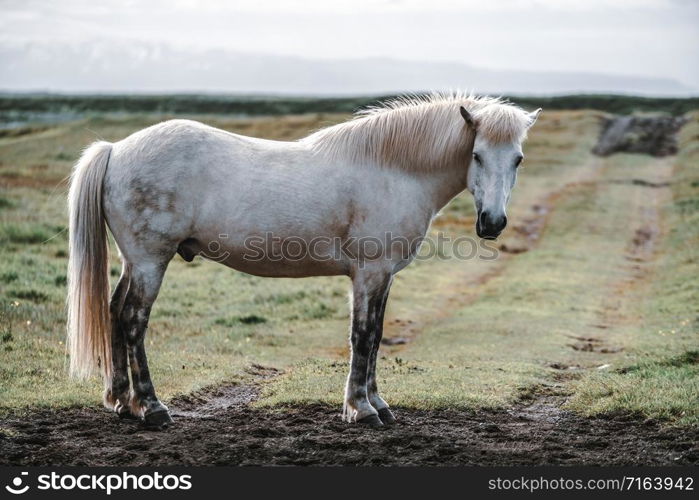 Icelandic horse in the field of scenic nature landscape of Iceland. The Icelandic horse is a breed of horse locally developed in Iceland as Icelandic law prevents horses from being imported.