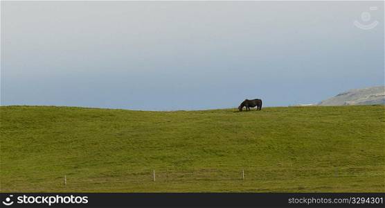 Icelandic horse on horizon in pasture