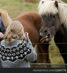 Icelandic horse sticking out tongue and girl taking picture