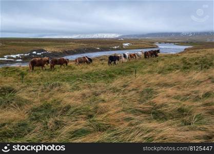 Icelandic horses herd graze on West Iceland, Vatnsnes peninsula. Only one breed of horse lives in Iceland. Beautiful and well-groomed Icelandic horses on a free pasture near river.