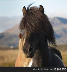 Icelandic horses in pasture