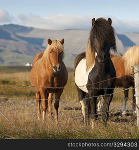 Icelandic horses in pasture