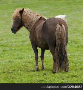 Icelandic horses in pasture