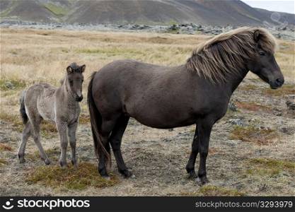 Icelandic horses, mare and foal in a pasture