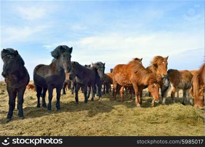 Icelandic horses on field in spring time