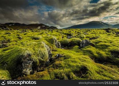 Icelandic moss cover volcanic rocks
